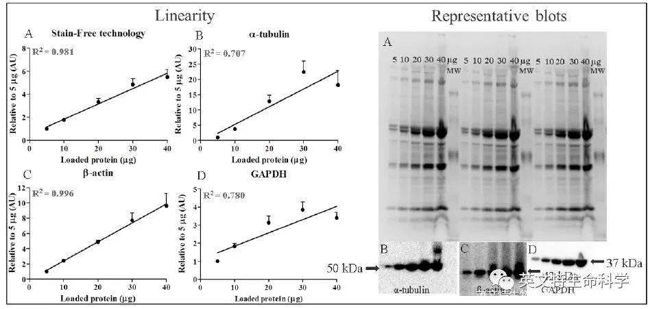gapdhtubulinactin选哪个做wb内参更好