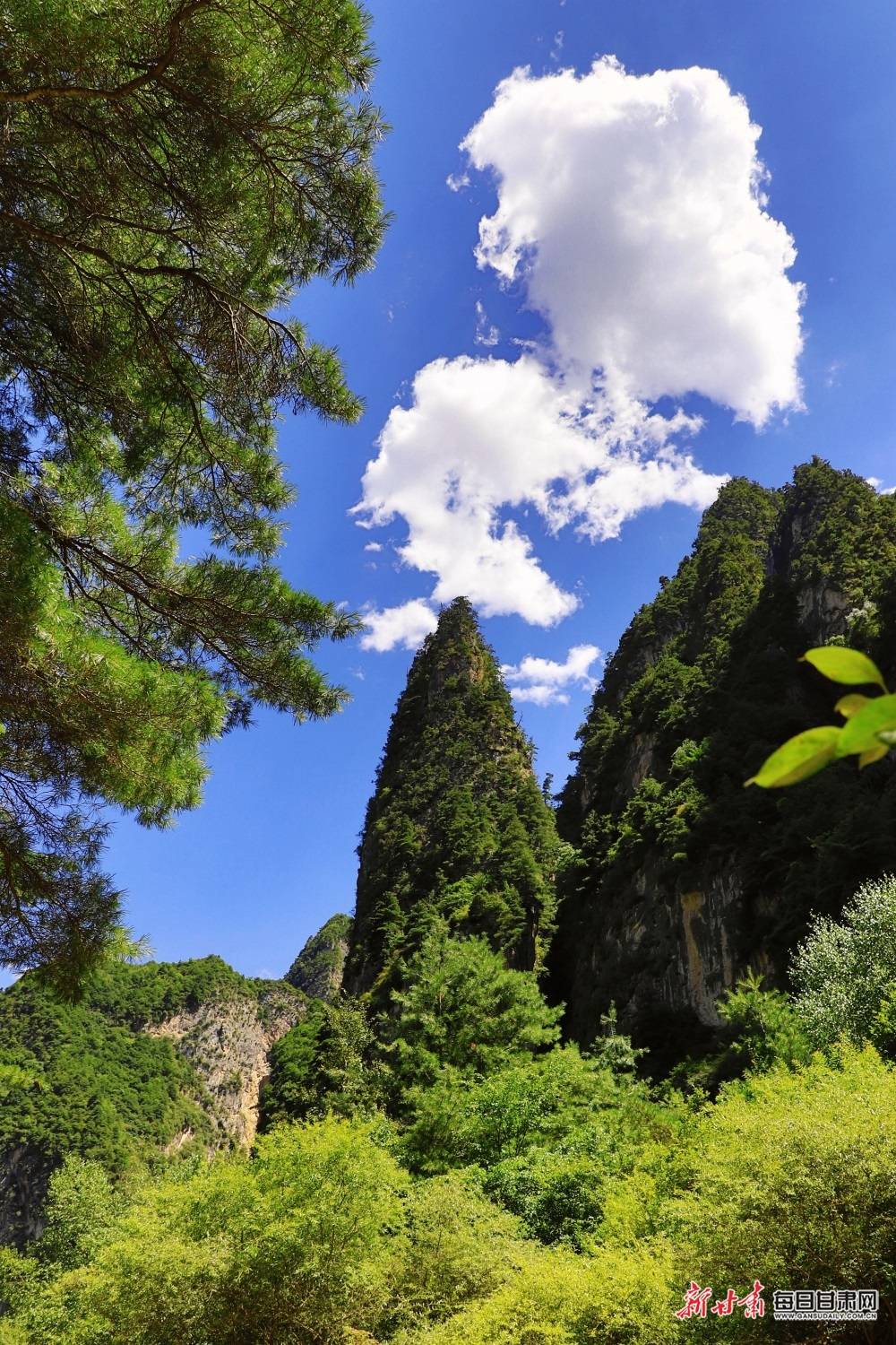 盛夏,到漳县贵清山观云海才算完美