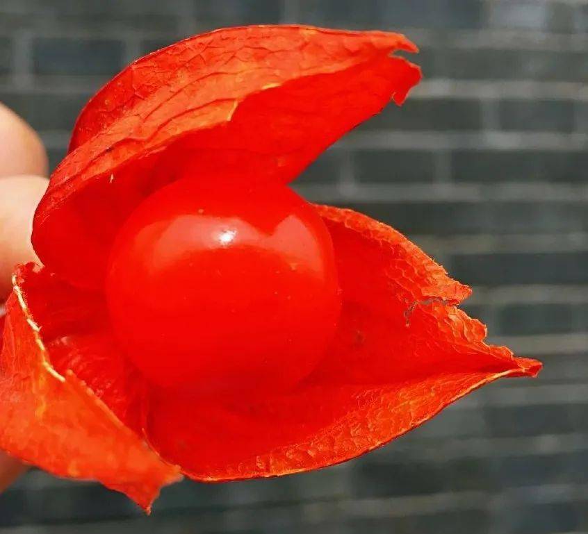 时节|来了!就是今天!