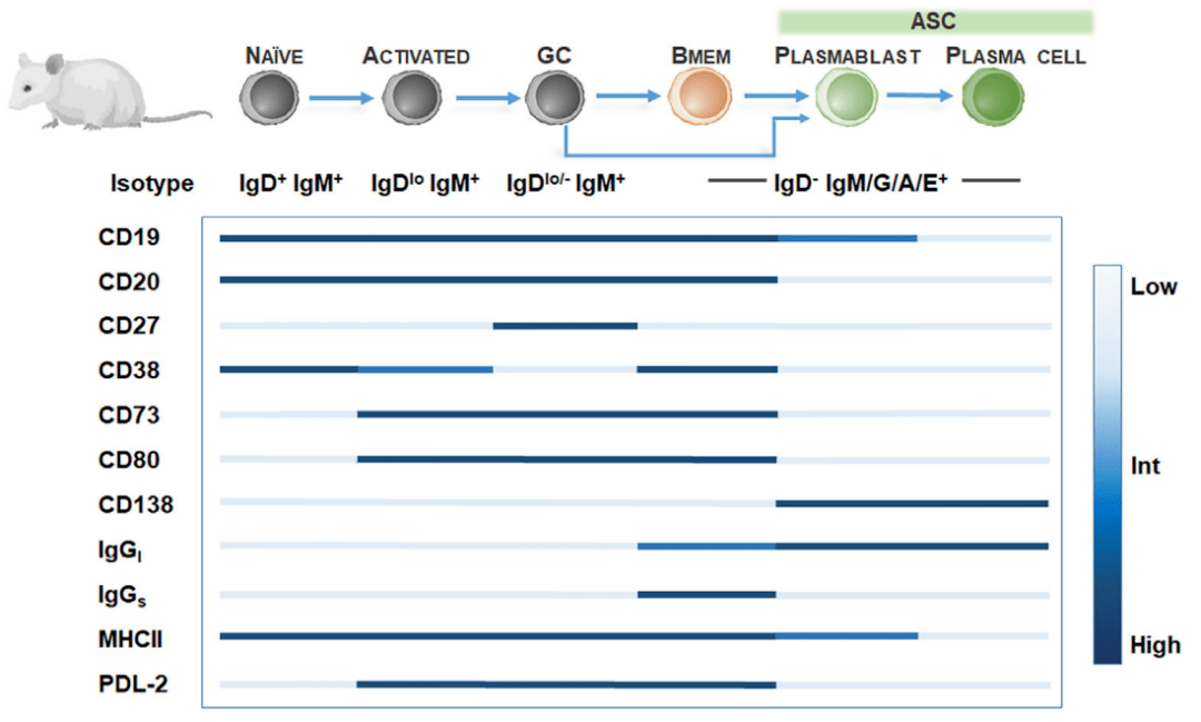 因此,cd27的表达应与低水平cd23以及asc标记物cd138(syndecan 1)的