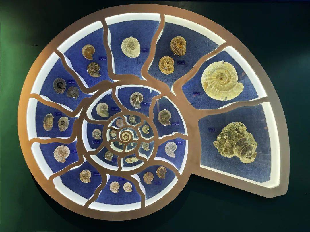 左转去玩具店!想拥有菊石兽?也许还真的行