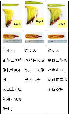 4 花丝的生长速度成熟后,人工收获,记录单穗穗粒数和单穗粒重.