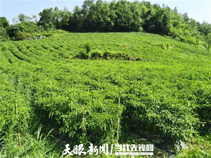 四新四化蹲点采访金沙县木孔镇种上红辣椒过上红日子