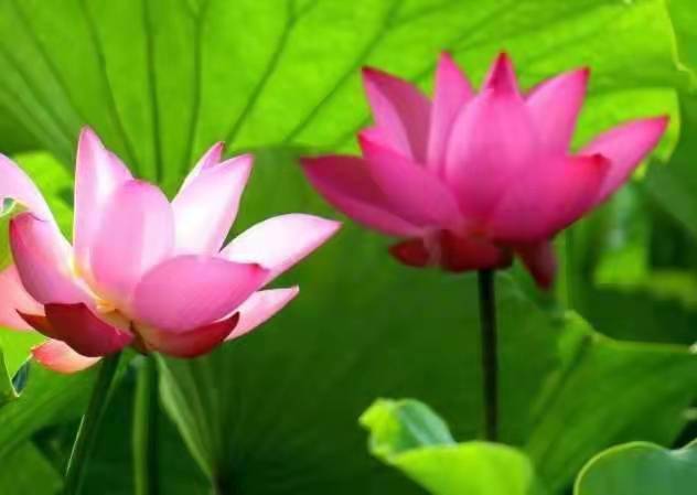 独醉|图集丨袅袅婷婷，摇曳生姿！秋日“荷”你有约