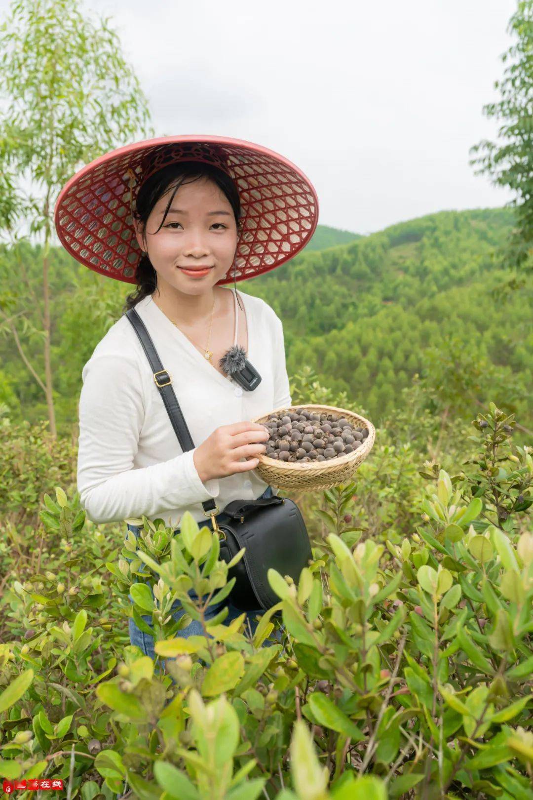 摘稔子啦水鸣这里有一片稔子成熟了还是小时候的味道真甜