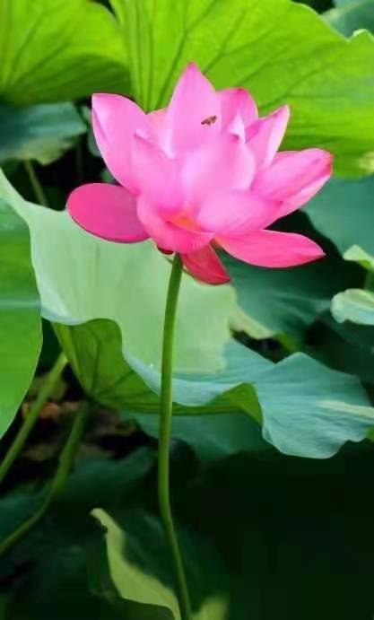 独醉|图集丨袅袅婷婷，摇曳生姿！秋日“荷”你有约