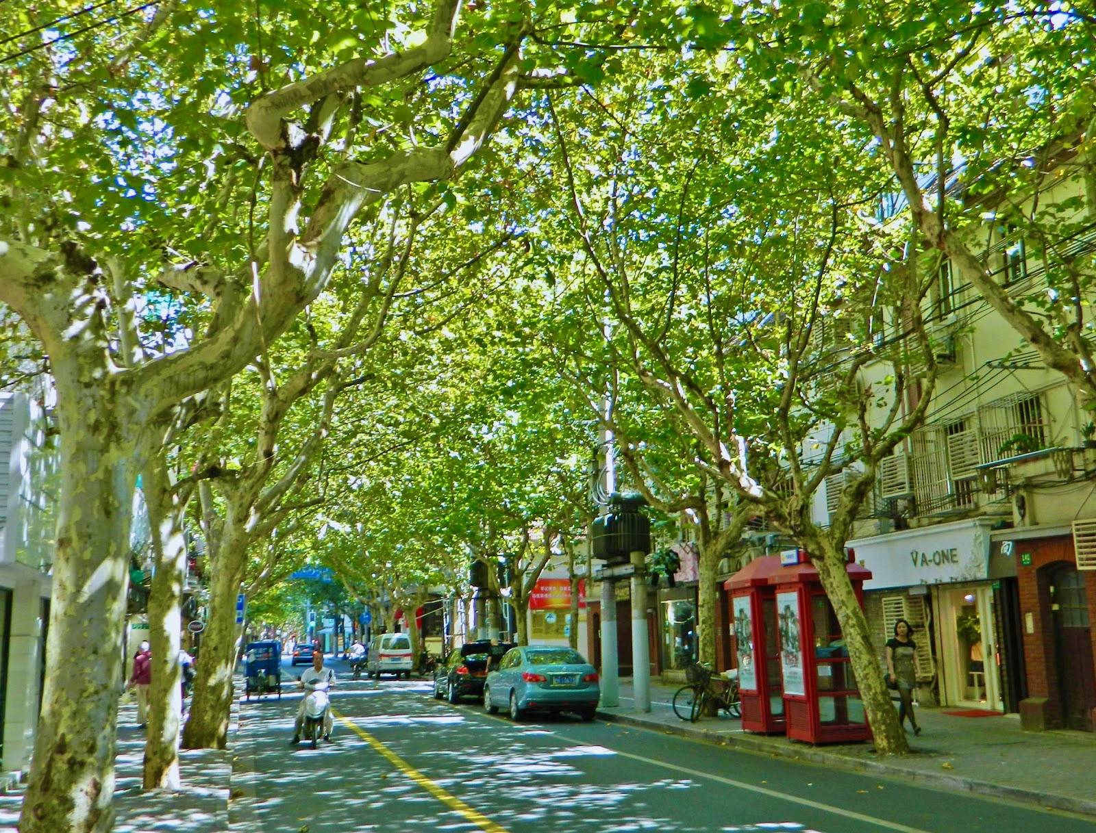 等历史名流生活痕迹的小马路环境相当优雅,两旁有参天法国梧桐大树