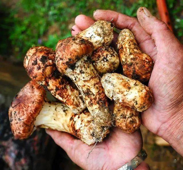 56年才只能长一朵它是国家二级濒危保护物种松茸神奇在哪