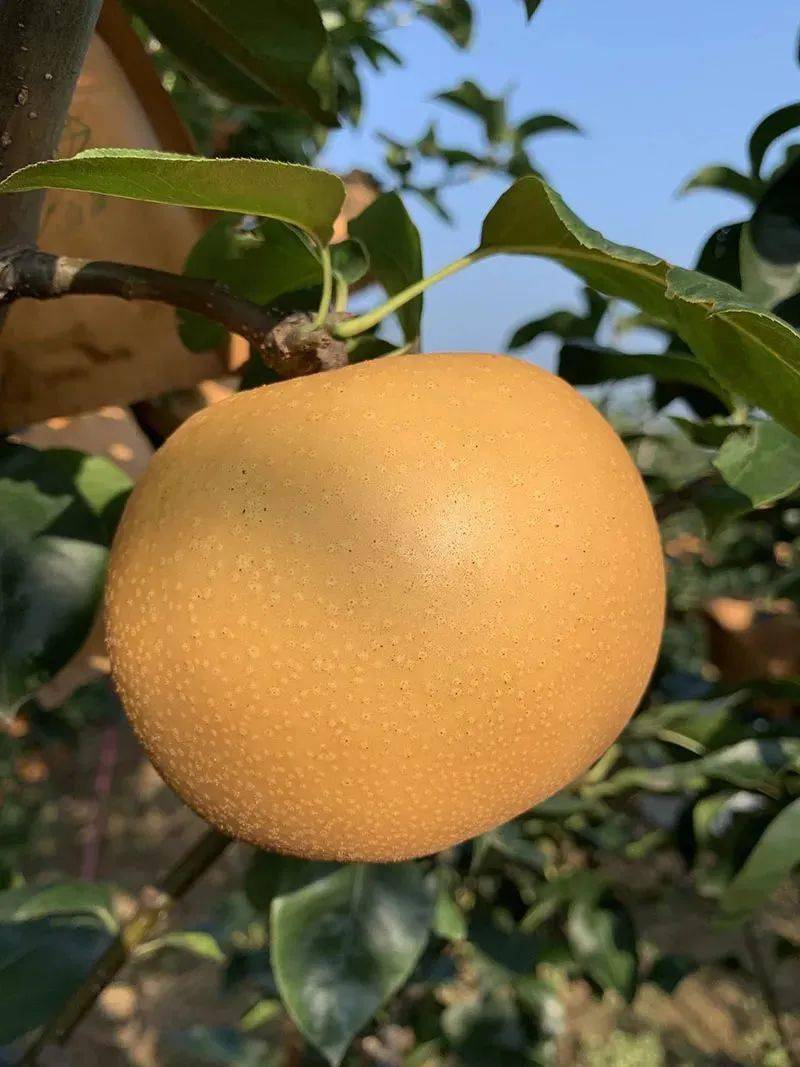 亦鲜生丰水梨这长得像苹果一样的梨皮薄汁水超多一口下去会爆汁脆爽