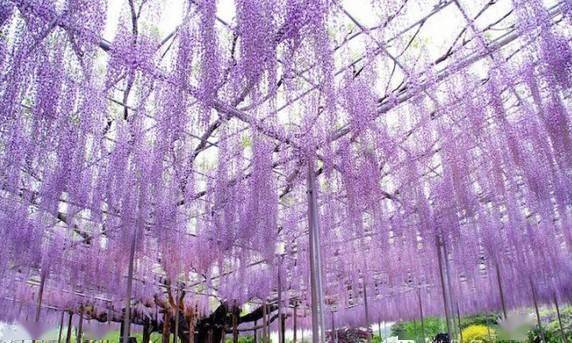 15,三角梅16,炮仗花17,鸡矢藤18,牵牛花19,蒜香藤20,金银花21,锦屏藤