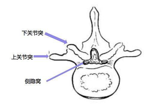 侧隐窝是椎管向侧方延伸的狭窄间隙,主要存在于三叶形椎管,即存在于