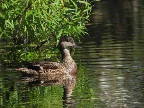 罗纹鸭“六口之家”喜迁居民区池塘