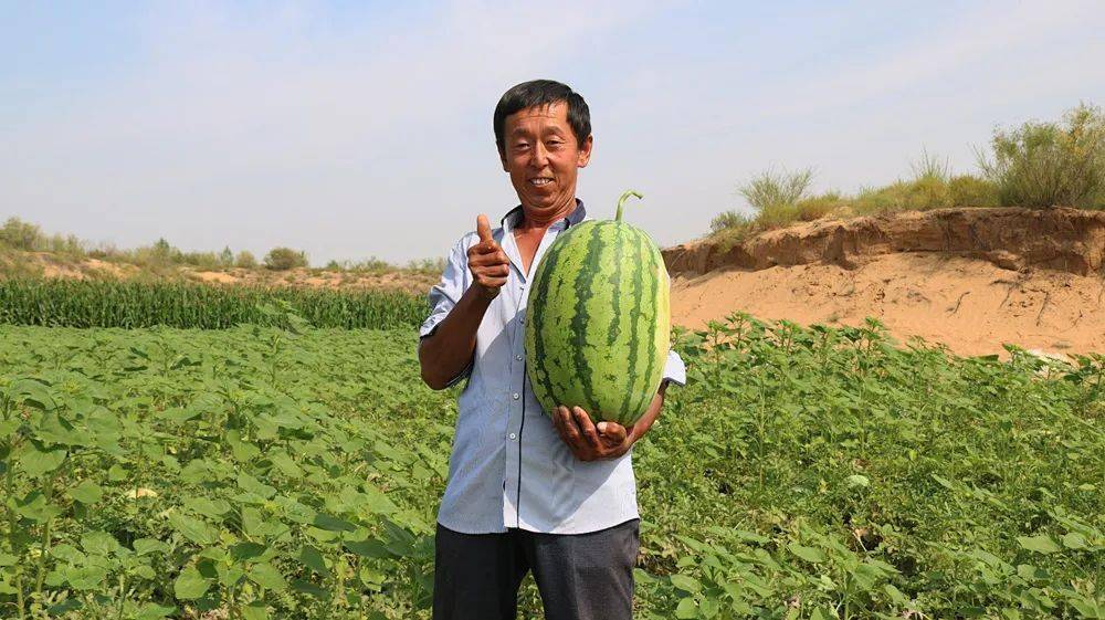 【走进乡村看小康】沙地西瓜鼓起巴拉素村民钱袋子