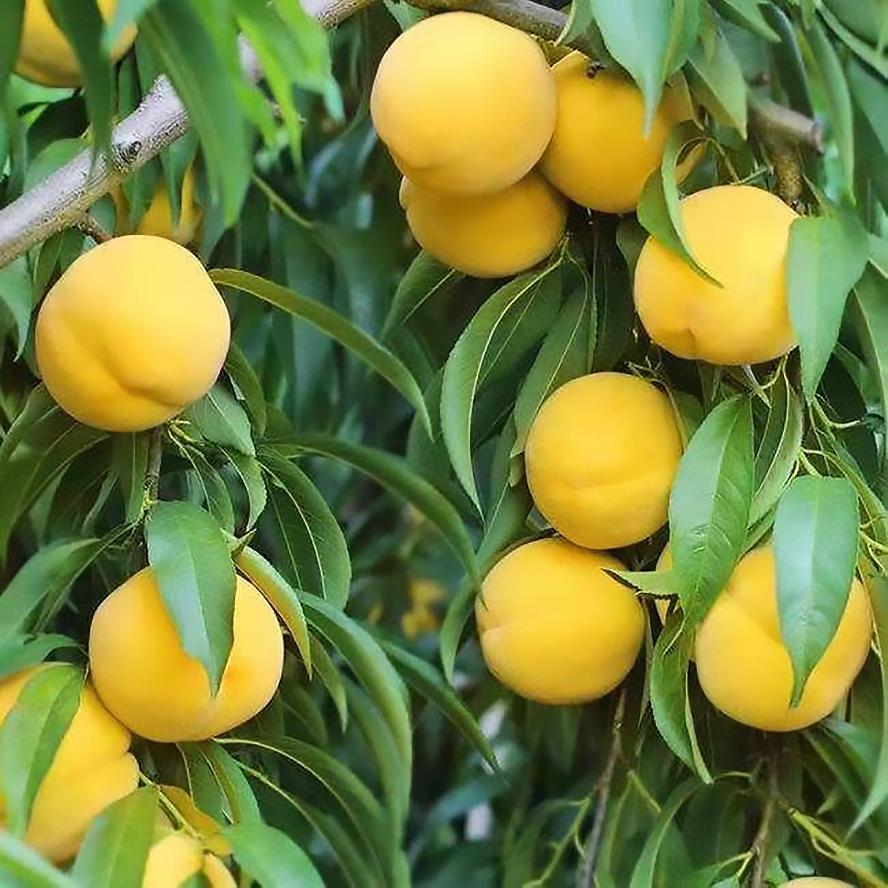 七星关区:桃子熟了 村民笑了