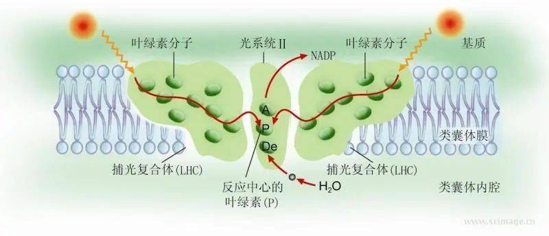 图丨光系统2分子模型及电子传递过程的q循环图丨核小体结构图丨动植物