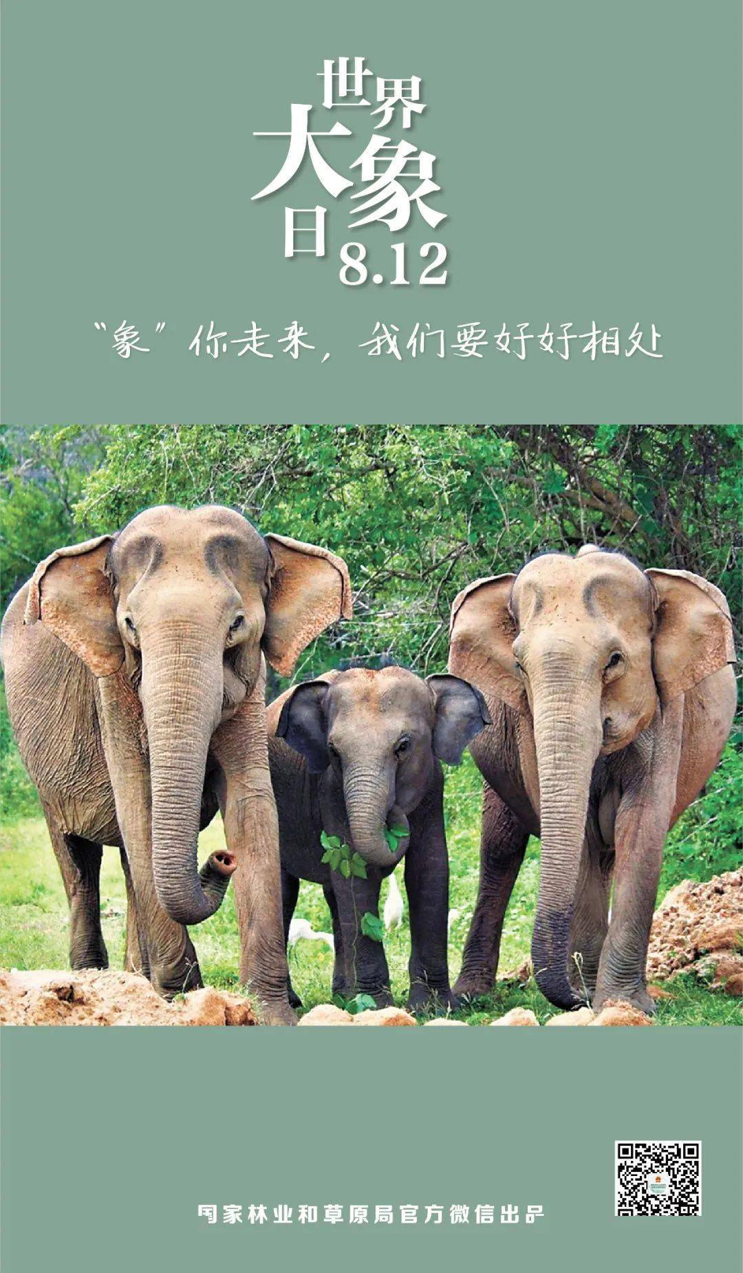 世界大象日|"象"你走来,我们要好好相处
