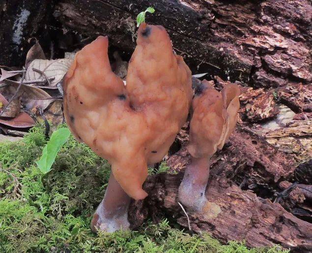 赭鹿花菌(赭马鞍菌 gyromitra infula )(图片来源:赵琪)各种有毒的毒