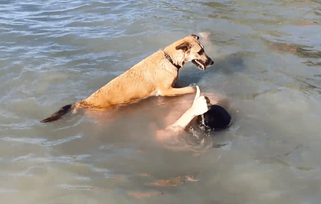 狗水中救人图片