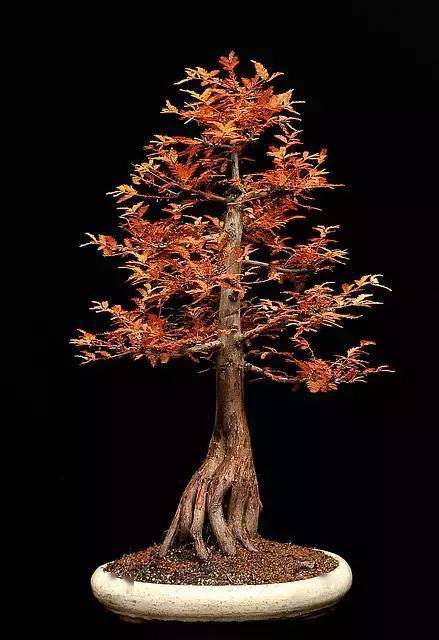 舍利干盆景,彰显大美