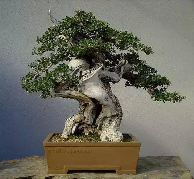 舍利干盆景,彰显大美