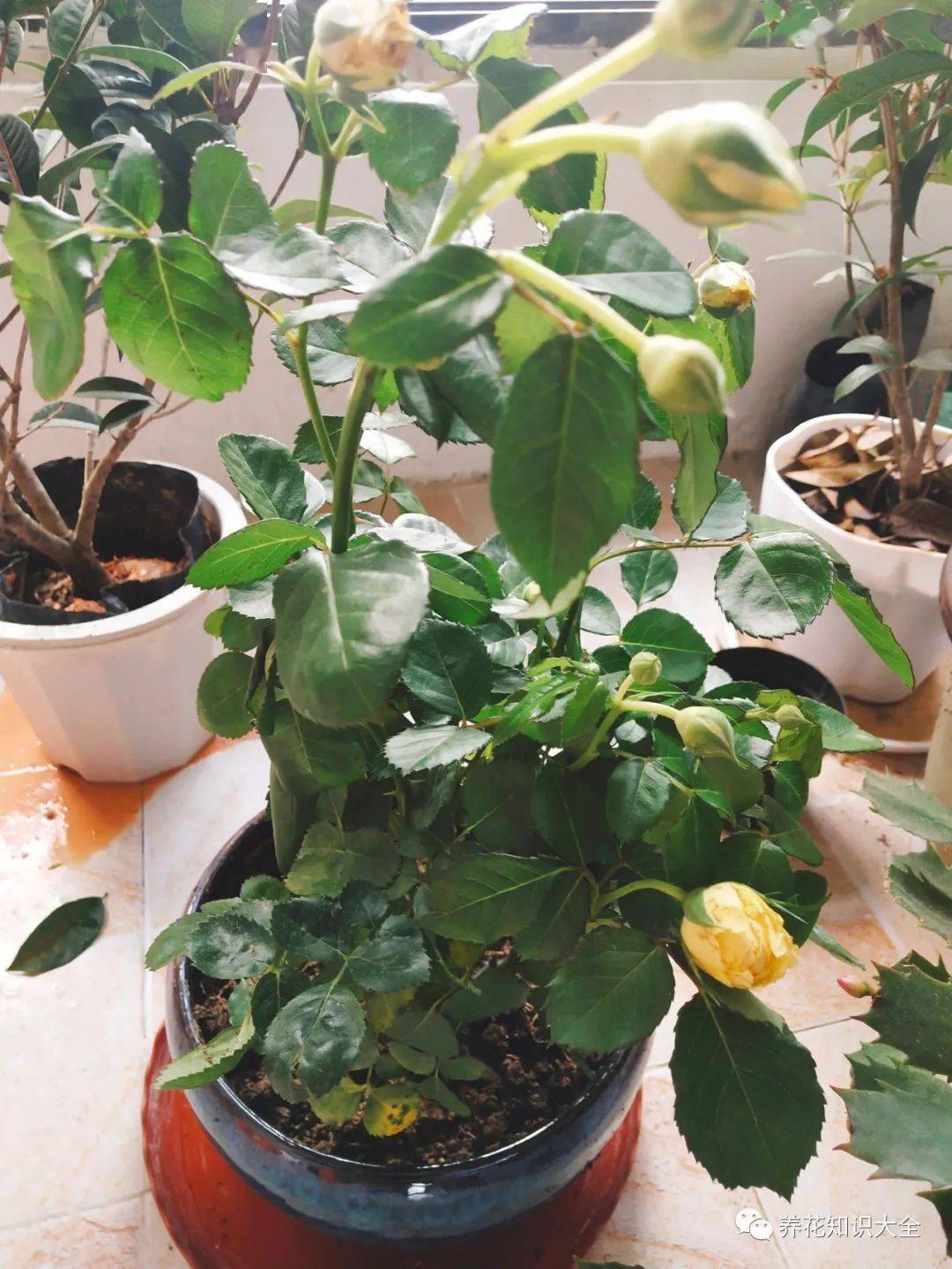 如何灭杀植物虫害 cef55590e15548ab9e6a8aff766ad4ee.jpeg
