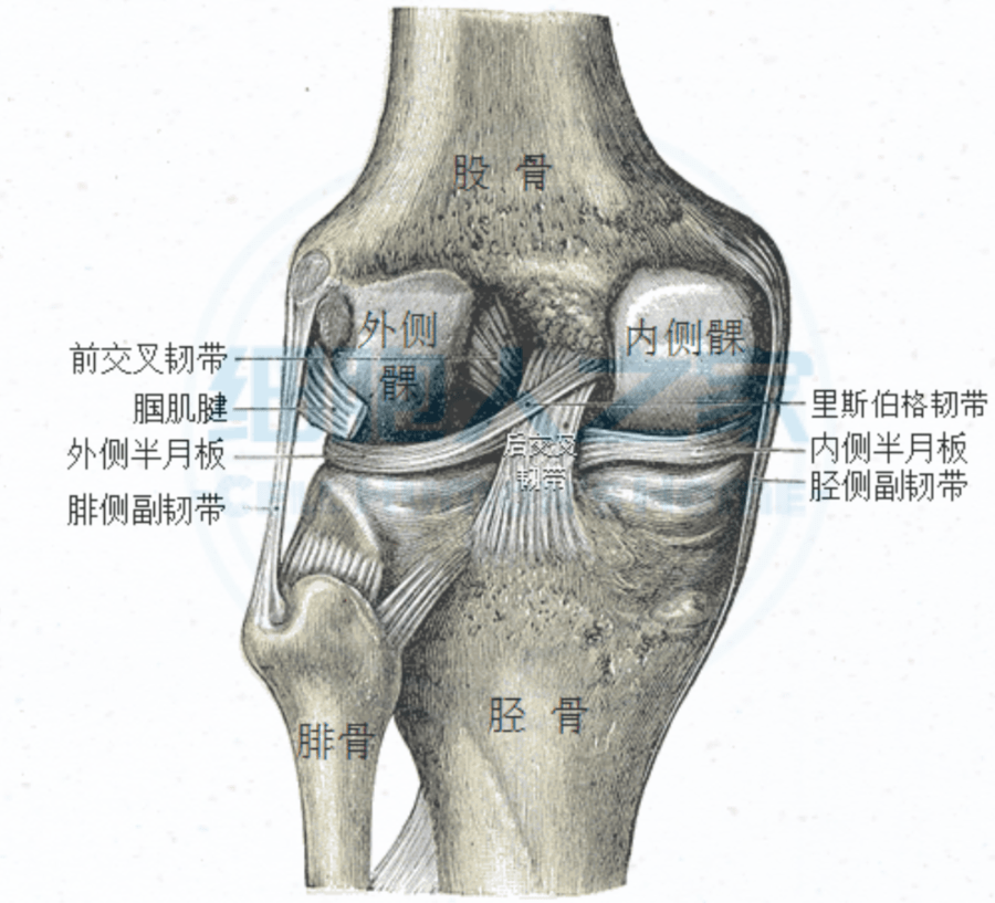 膝关节的构造图解图片