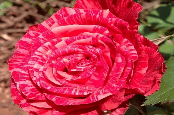 每日一花 | "红色直觉"月季:红色中带着条纹