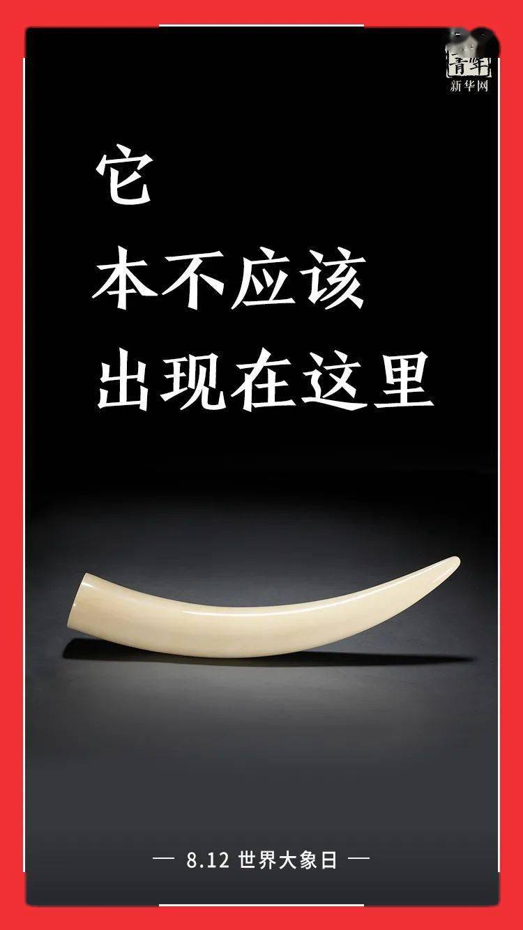这张海报背后,是一个让人流泪的真相._象牙