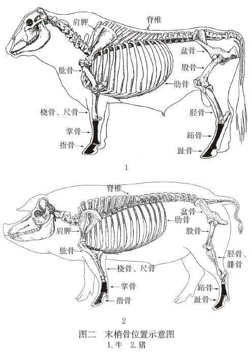 牛肋骨结构图图片