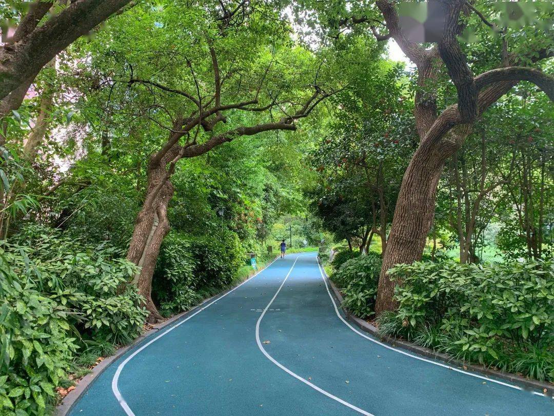 中山公园新建成一条“蓝色步道”，走上去美滋滋~