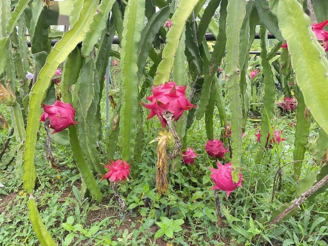 夏日采摘井研太阳岛火龙果迎丰收体验采摘乐趣