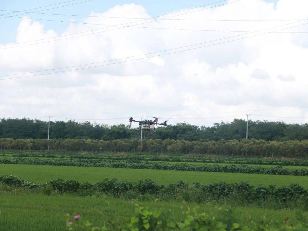 崇明农场跃进农业无人飞防增效保收 "翼"往无前