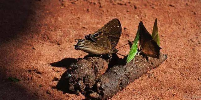 非洲蝴蝶猎人,每只600美元,每月收入直逼百万!