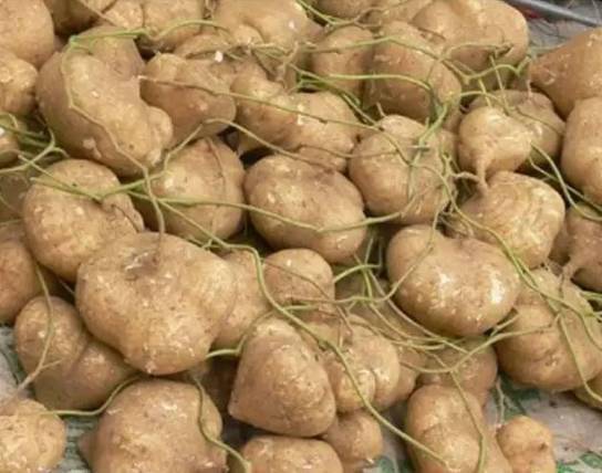 石龙葛薯正大量上市大部分人不知道吃它的后果是