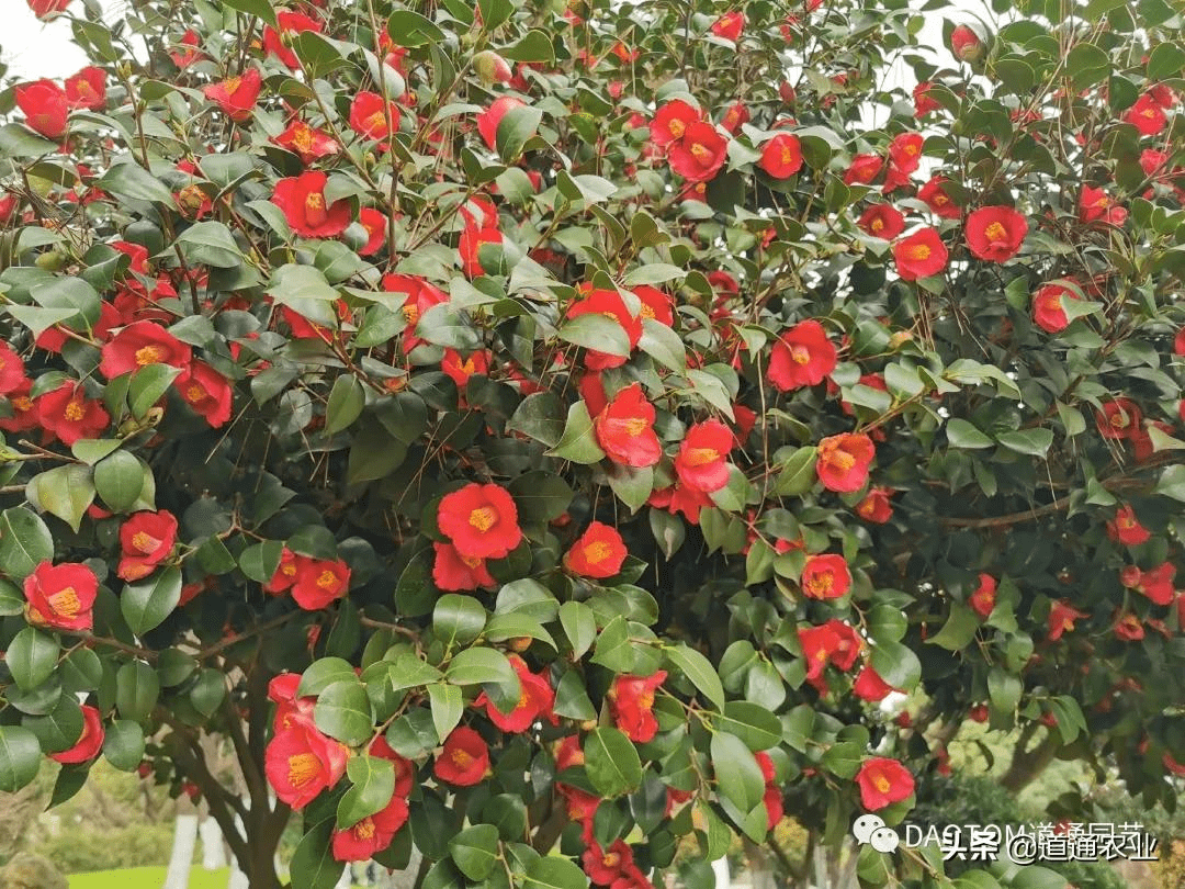 茶梅夏季养护大意不得 这几点没做好 小心来年不开花 叶片