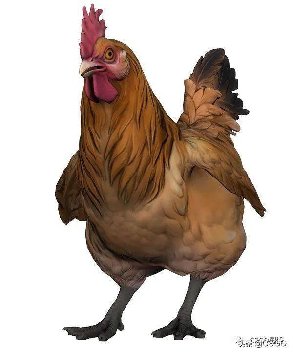 csgo与现实66游戏的小鸡是什么品种2021年8月13日更新