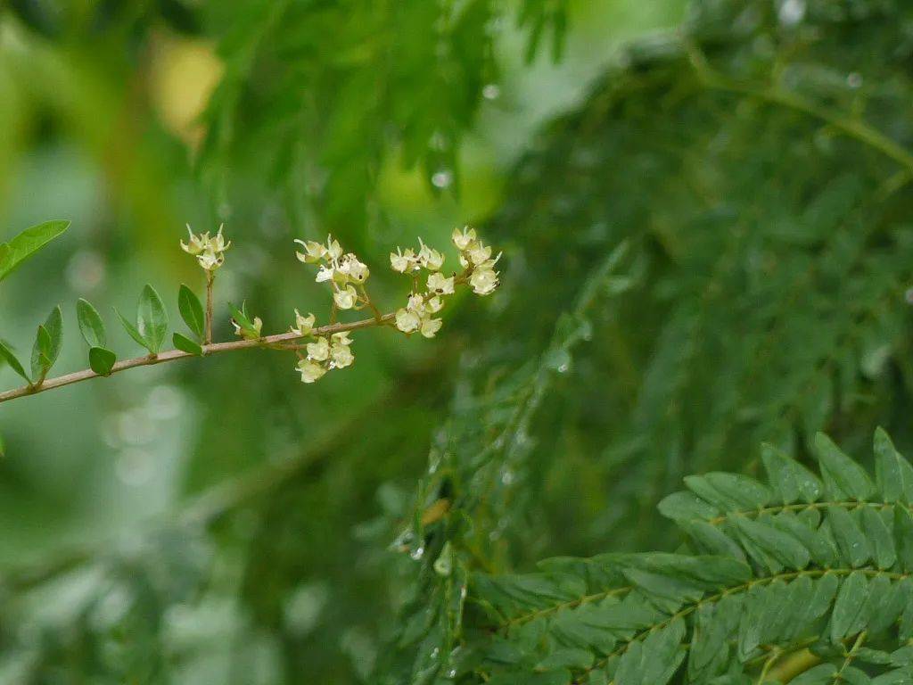 古代|染指甲、洗头发、坐花艇，传统七夕的草木之味