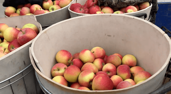 烟台嘎啦苹果上市价格最高可达23元斤