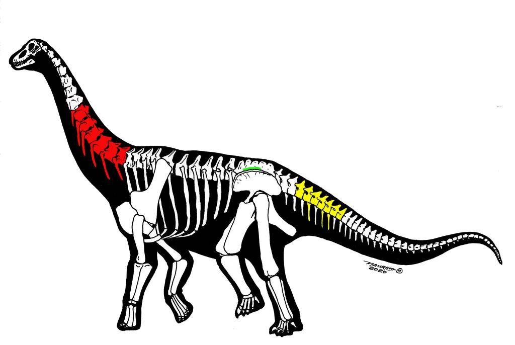 化石|新疆哈密翼龙动物群首次发现大型恐龙化石