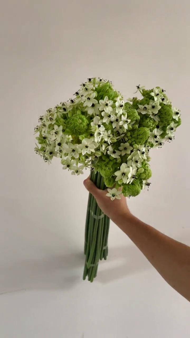 天鹅绒又名伯利恒之星花语祝福永恒的爱抖音短视频昆明鲜花