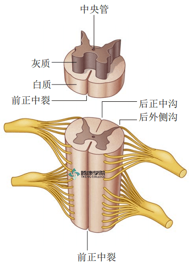 脊髓前索图片
