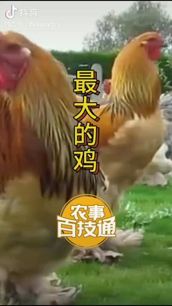 农事百技通三农洞察世界上最大的鸡比小学生高吃过没鸡