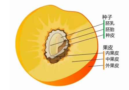 劝你多吃桃子的理由