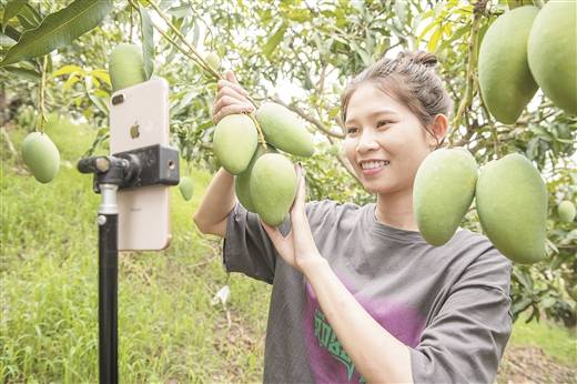 电商主播在田东芒果园现场直播带货.
