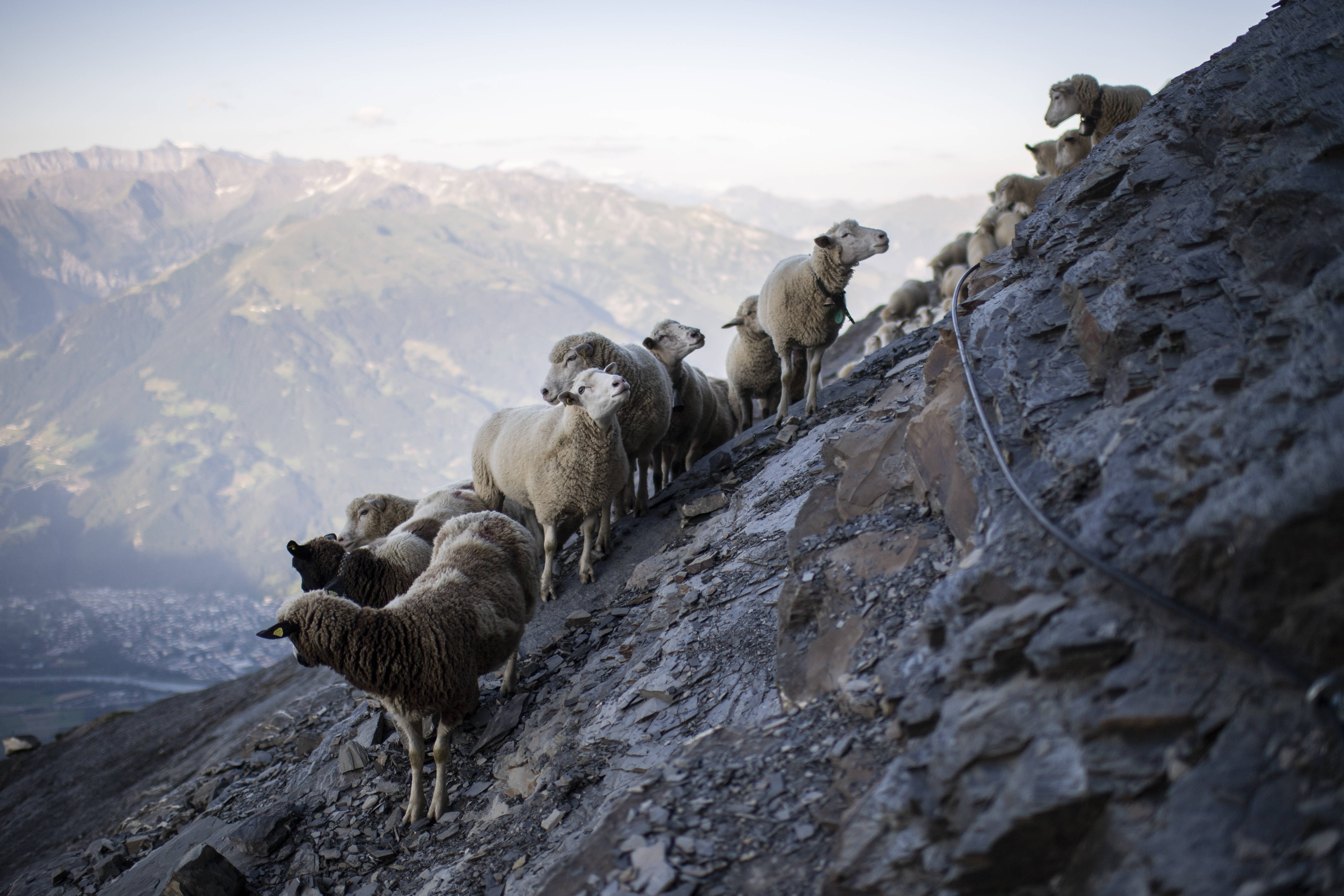 瑞士:羊群进山