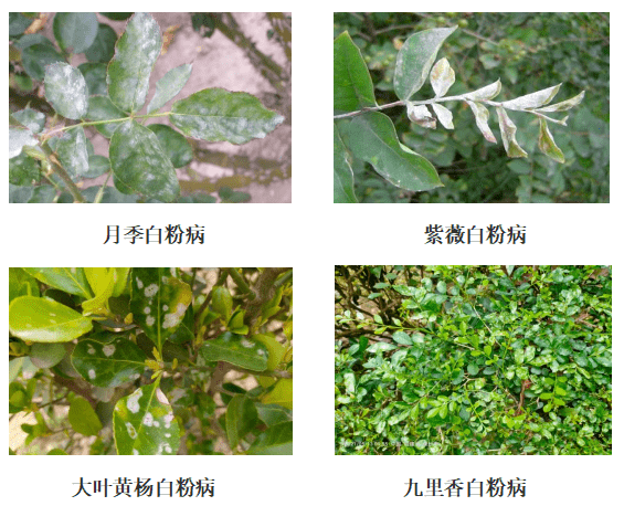 柑橘白粉病的症状及危害有哪些图片和视频讲解(柑桔白粉病)
