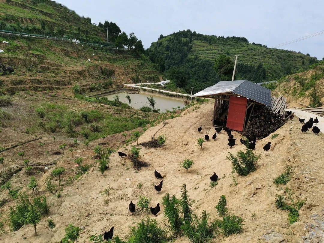 山地养鸡棚的搭建照片图片