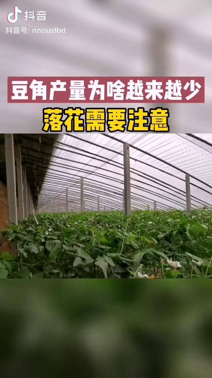豆角种植落花减产农业种植技术抖音三农