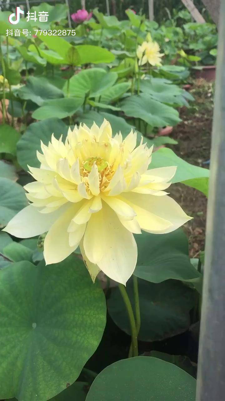 碗莲 黄色经典品种～秣陵秋色,视频同款在上方链接哦!