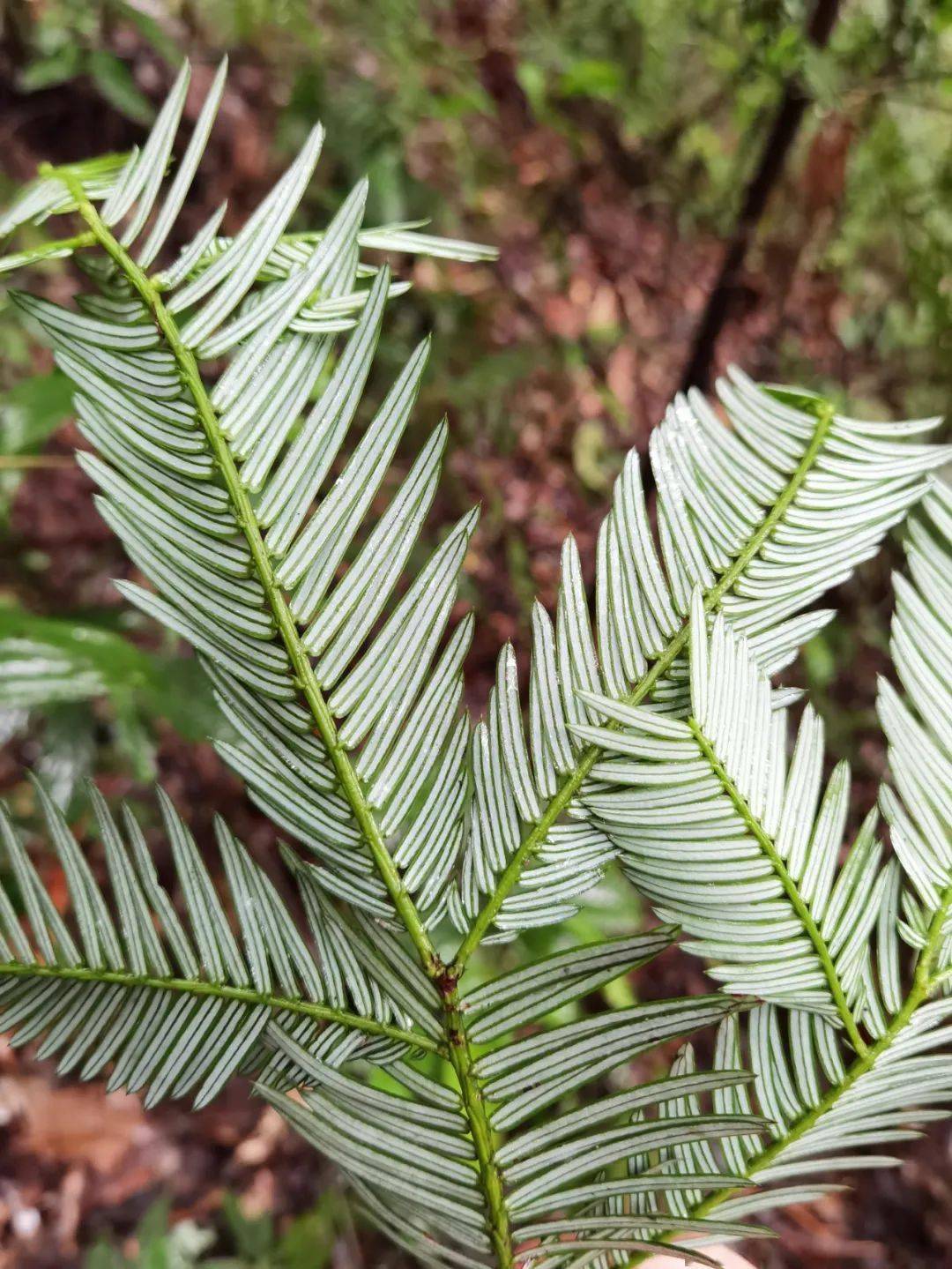 cop15植物课堂认识西双版纳粗榧